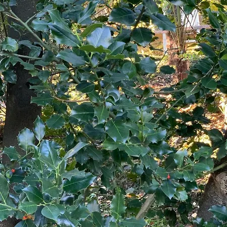 Apartamento La Mia Casa Sul Con Vista Mozzafiato Belgirate