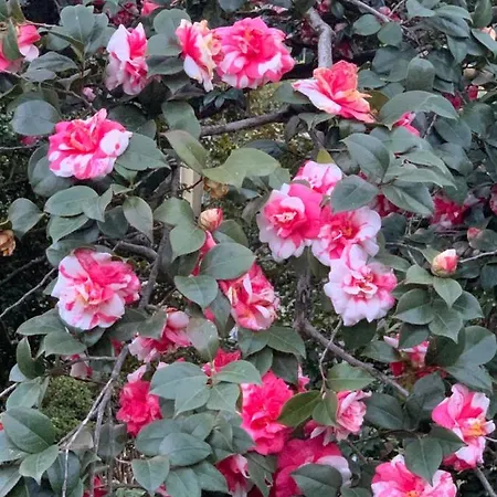 La Mia Casa Sul Con Vista Mozzafiato Apartman Belgirate