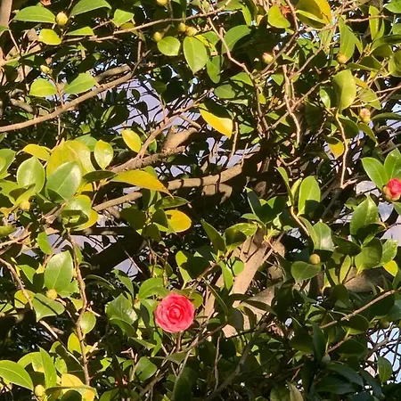 Apartman La Mia Casa Sul Con Vista Mozzafiato *