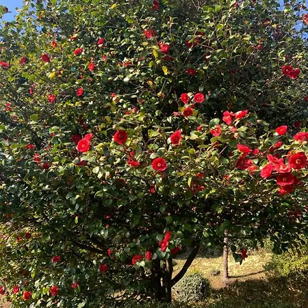 La Mia Casa Sul Con Vista Mozzafiato Apartment