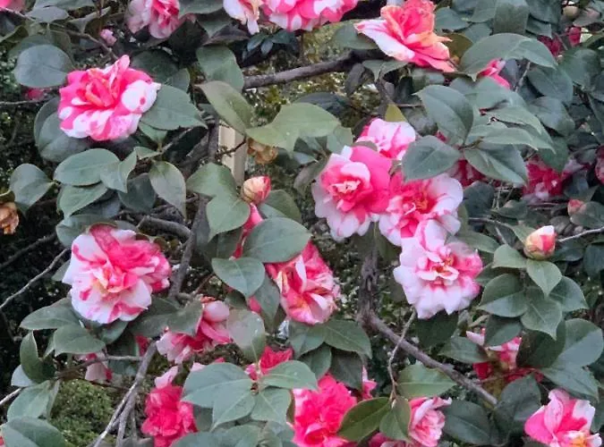 La Mia Casa Sul Con Vista Mozzafiato 아파트 벨지라테