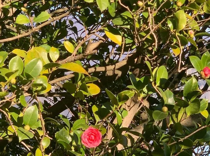 Apartman La Mia Casa Sul Con Vista Mozzafiato *