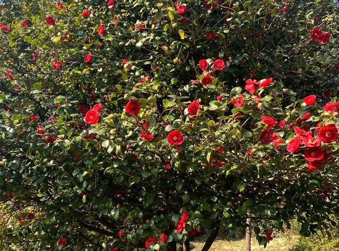 La Mia Casa Sul Con Vista Mozzafiato 아파트